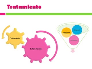 Pruebas diagnósticas y de laboratorioTINCIÓN DE GRAM