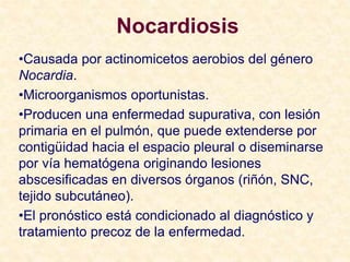 Nocardiosis
•Causada por actinomicetos aerobios del género
Nocardia.
•Microorganismos oportunistas.
•Producen una enfermedad supurativa, con lesión
primaria en el pulmón, que puede extenderse por
contigüidad hacia el espacio pleural o diseminarse
por vía hematógena originando lesiones
abscesificadas en diversos órganos (riñón, SNC,
tejido subcutáneo).
•El pronóstico está condicionado al diagnóstico y
tratamiento precoz de la enfermedad.
 