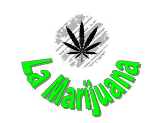La Marijuana 