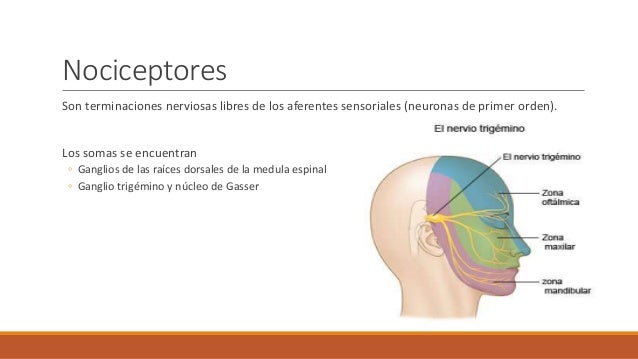 Resultado de imagen para nociceptores