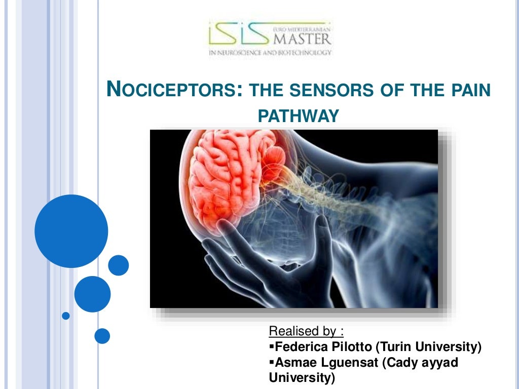 Nociceptors the sensors of the pain pathway