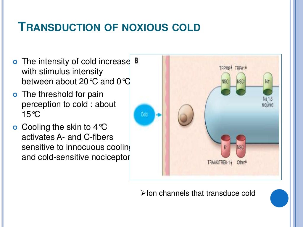 Nociceptors the sensors of the pain pathway