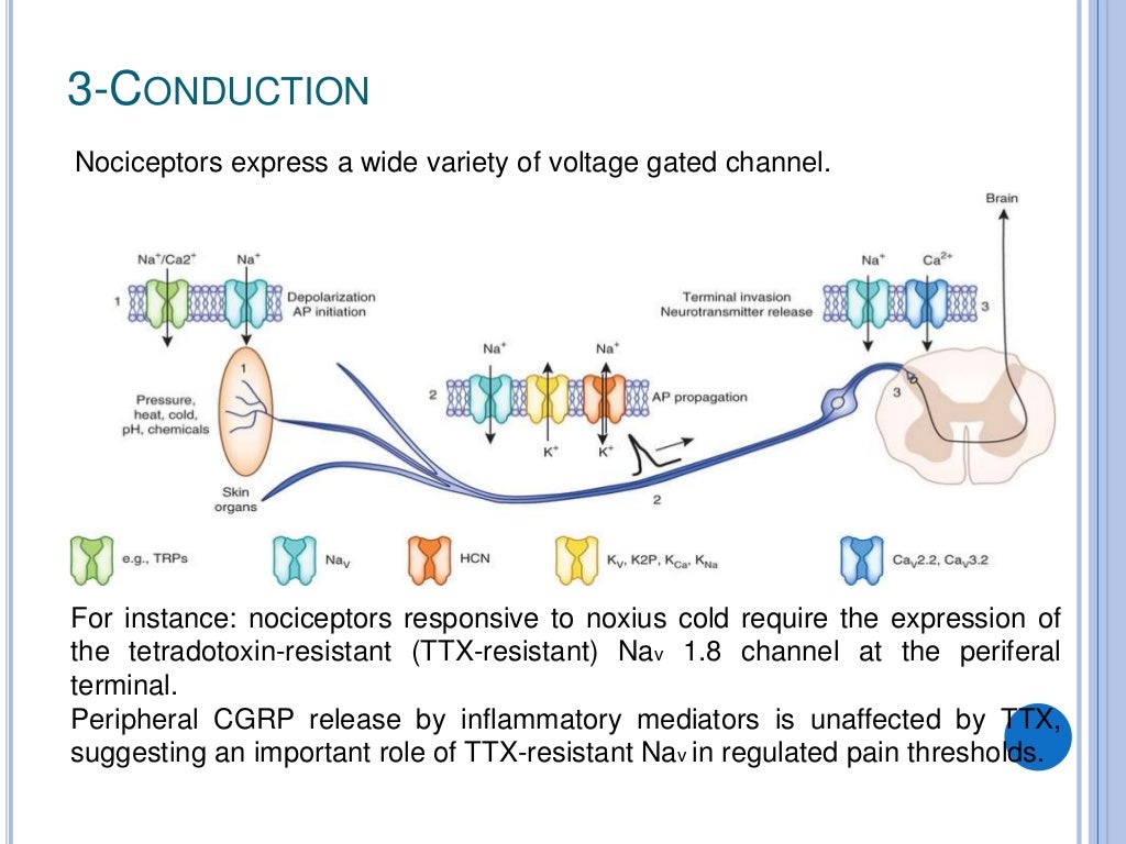 Nociceptors the sensors of the pain pathway