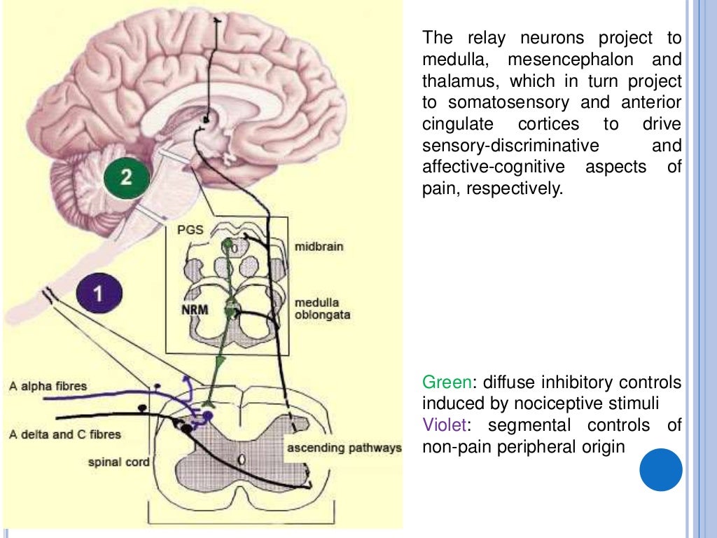 Nociceptors the sensors of the pain pathway