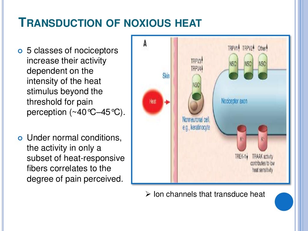 Nociceptors the sensors of the pain pathway