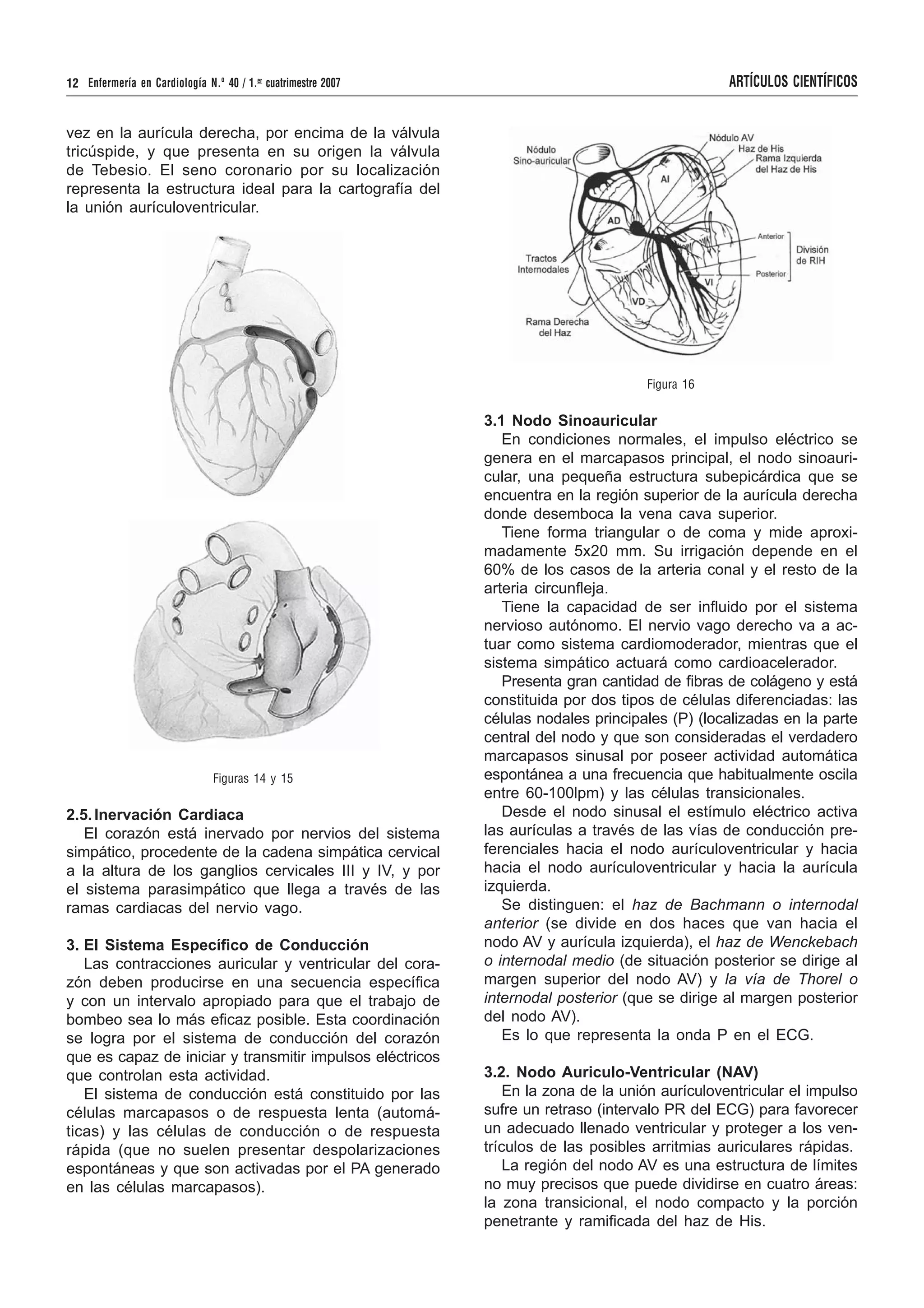 nociones-b-sicas-de-anatom-a-fisiolog-a-y-patolog-a-cardiaca
