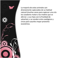 La mayoría de estos animales son directamente capturados de su habitad natural (muchas veces para capturar una cría los cazadores matan a las madres que se aferran  a sus hijos con la finalidad de salvarlos), o se venden entre zoológicos y circos para sacarles mayor provecho económico.