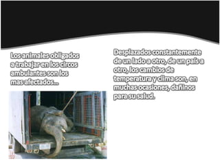 Desplazados constantemente de un lado a otro, de un país a otro, los cambios de temperatura y clima son, en muchas ocasiones, dañinos para su salud.Los animales obligados a trabajar en los circos ambulantes son los mas afectados…