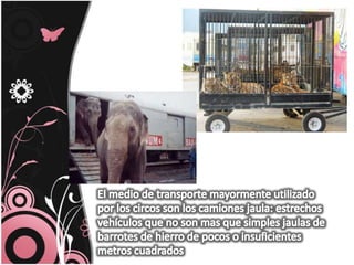 El medio de transporte mayormente utilizado por los circos son los camiones jaula: estrechos vehículos que no son mas que simples jaulas de barrotes de hierro de pocos o insuficientes metros cuadrados 