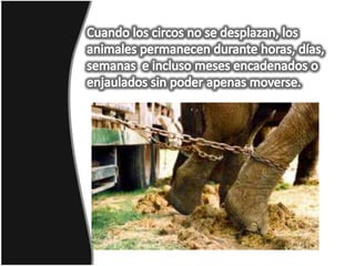 Cuando los circos no se desplazan, los animales permanecen durante horas, días, semanas  e incluso meses encadenados o enjaulados sin poder apenas moverse.