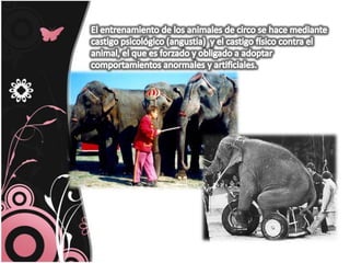 El entrenamiento de los animales de circo se hace mediante castigo psicológico (angustia)  y el castigo físico contra el animal, el que es forzado y obligado a adoptar comportamientos anormales y artificiales.