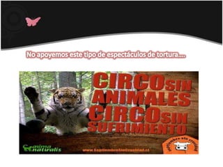 No apoyemos este tipo de espectáculos de tortura….