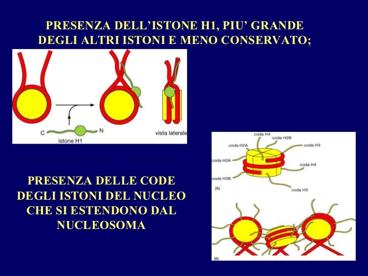 Nocleo struttura e funzione