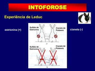 Experiência de Leduc
Sulfato de
Estricnina
Cianeto de
Potássio
INTOFOROSE
estricnina (+) cianeto (-)
Sulfato de
Estricnina
Cianeto de
Potássio
 