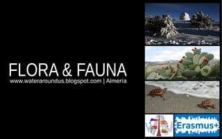 FLORA & FAUNAwww.wateraroundus.blogspot.com | Almería
 
