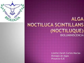 BIOLUMINISCENCIA
Lizette Zareh Cortes Macías
Biología de Algas
Proyecto EJE
 