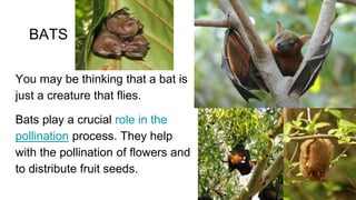 BATS
You may be thinking that a bat is
just a creature that flies.
Bats play a crucial role in the
pollination process. They help
with the pollination of flowers and
to distribute fruit seeds.
 