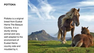 POTTOKA
Pottoka is a original
breed from Euskal
Herria The Basque
Country. It is a
sturdy strong
animal and very
well adapted to the
environment of
Euskal Herria
country side and
moulded by it.
 
