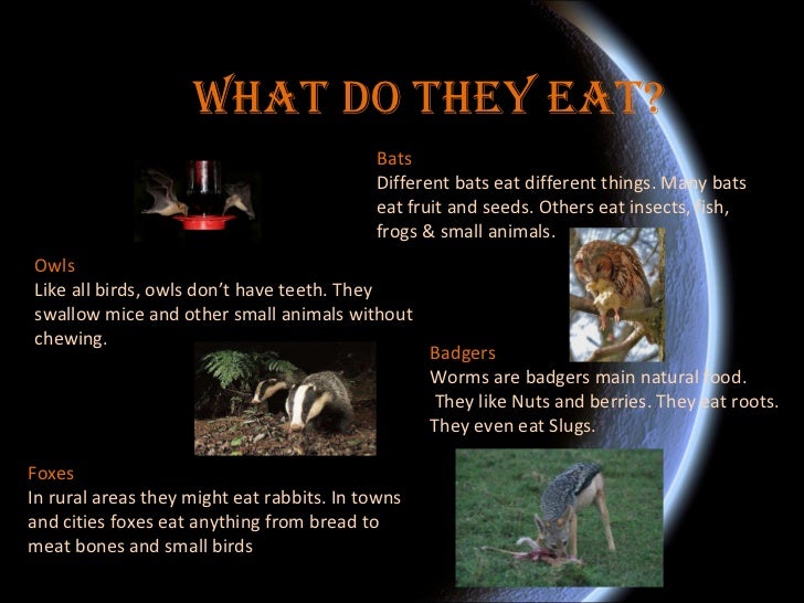 Nocturnal animals ben d