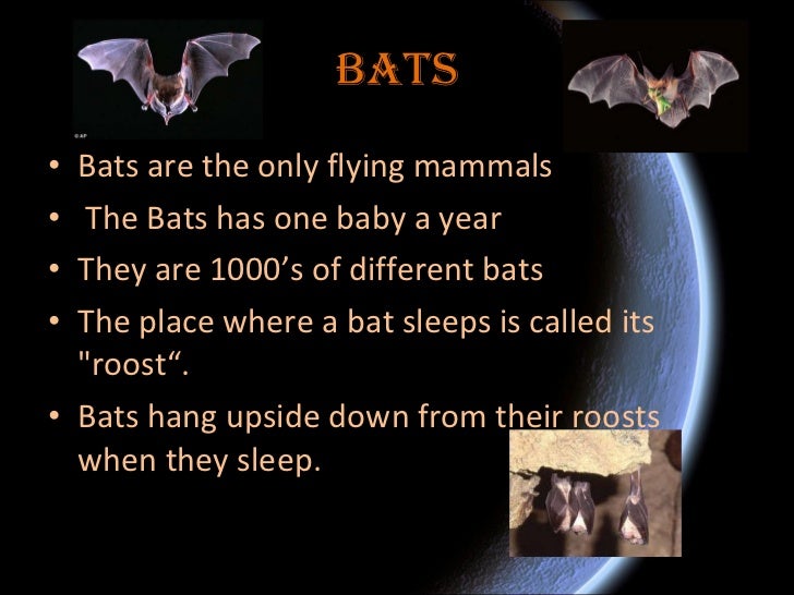 Nocturnal animals ben d