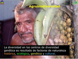 Agrobiodiversidad




La diversidad en los centros de diversidad
genética es resultado de factores de naturaleza
histórica, ecológica, genética y cultural.
 
