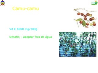 Camu-camu

•   Comida de peixe (disseminação);
•   Exportado pelo Peru (manejo sustentado);
•   Vit C 6000 mg/100g (tecido fresco);
•   Adaptado a áreas ribeirinhas;
•   Desafio – adaptar fora de água.



                (Charles Clement)
 