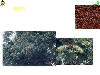 BARU
Cumbaru, cumaru, coco-feijão
Dipteryx alata (Papilionoideae)
Castanha do cerrado
                                         Proteina 24,57
                                         Carboidratos 25,80
                                         Vitamina E 13,62 mg/100g




Sano, S.M.; Almeida S.P. Cerrado: ambiente e Flora. Planaltina, EMBRAPA,
pp.247-285.1998. Almeida, S.P.; Proença, C.E.B.; Sano, S.M.; Ribeiro, J.F.
Cerrado: espécies vegetais úteis. Planaltina, EMBRAPA, 464p. 1998
 