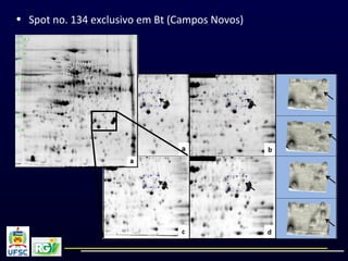 • Spot no. 134 exclusivo em Bt (Campos Novos)
 