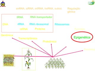 snRNA, siRNA, miRNA, hnRNA, outros         Regulação
                                                      gênica

           tRNA      RNA transportador

 DNA        rRNA    RNA ribossomal       Ribossomas
             mRNA        Proteína        Metabólito        Fenótipo

Genômica
            Transcriptômica                               Epigenética
                               Proteômica
                                               Metabolômica
                                                                  Fenômica
 