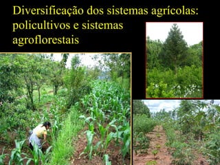 Diversificação dos sistemas agrícolas:
policultivos e sistemas
agroflorestais
 