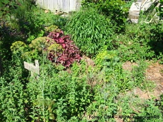 Fonte: CIMA – ARPA- Tupaciretã/RS
 