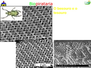 Biopirataria
               O besouro e o
               tesouro

               Lamprocyphus
               augustus
 