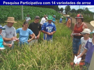 Pesquisa Participativa com 14 variedades de arroz



Pesquisa Participativa com 14 variedades de
arroz
 
