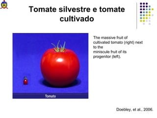 Tomate silvestre e tomate
       cultivado

                The massive fruit of
                cultivated tomato (right) next
                to the
                miniscule fruit of its
                progenitor (left).




                              Doebley, et al., 2006.
 