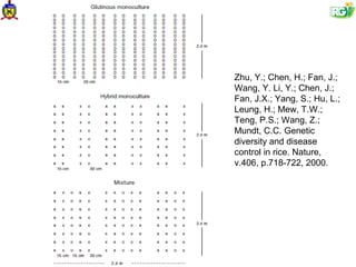 Zhu, Y.; Chen, H.; Fan, J.;
Wang, Y. Li, Y.; Chen, J.;
Fan, J.X.; Yang, S.; Hu, L.;
Leung, H.; Mew, T.W.;
Teng, P.S.; Wang, Z.;
Mundt, C.C. Genetic
diversity and disease
control in rice. Nature,
v.406, p.718-722, 2000.
 