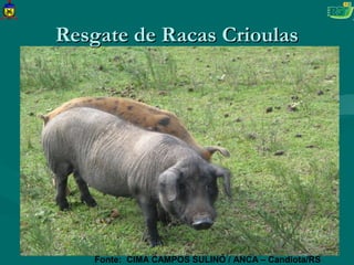 Resgate de Racas Crioulas




    Fonte: CIMA CAMPOS SULINO / ANCA – Candiota/RS
 