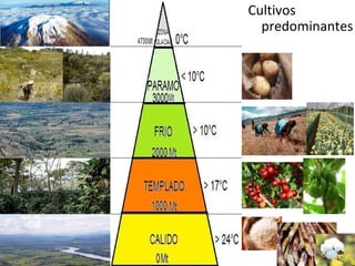Cultivos
  predominantes
 