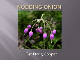Nodding Onion By: Doug Cooper 