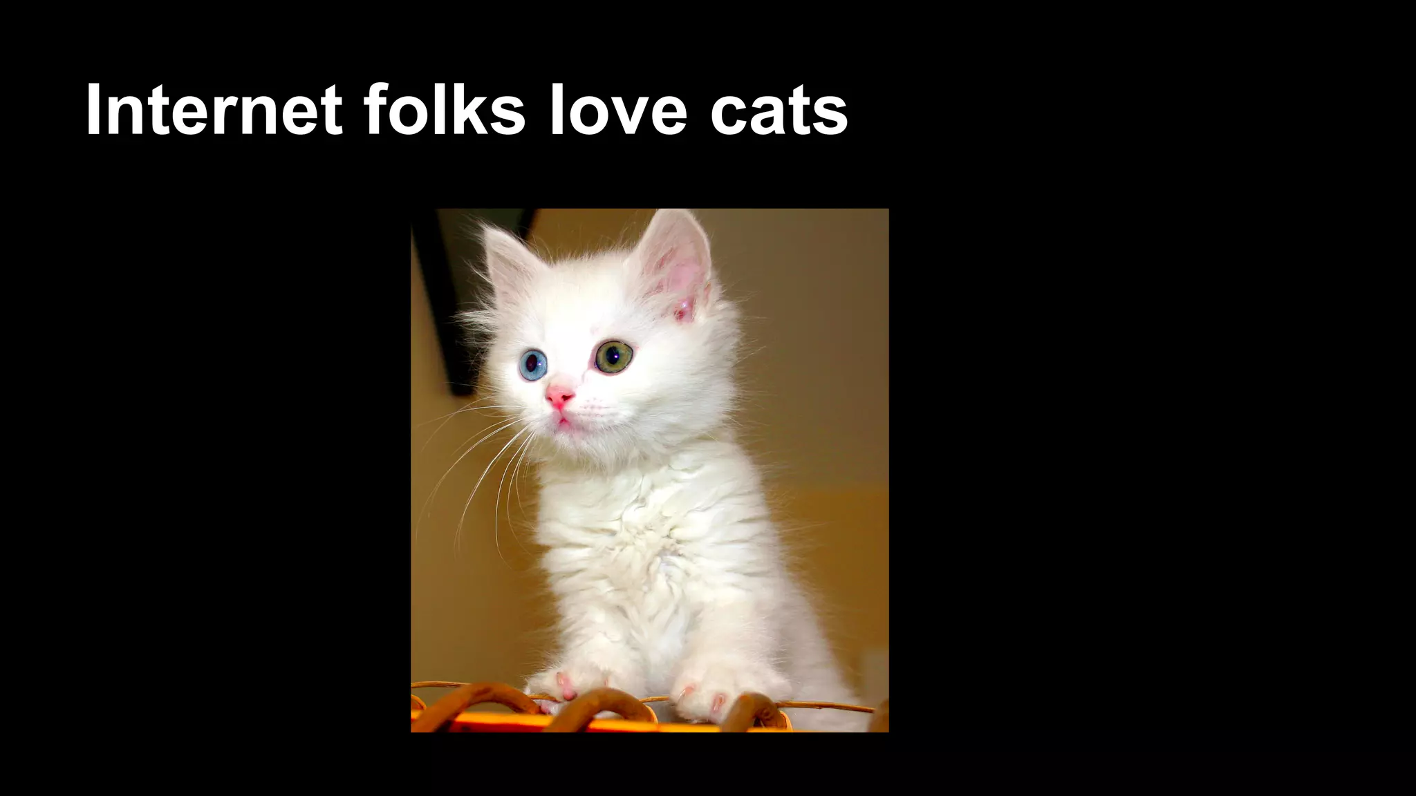 Internet folks love cats
 