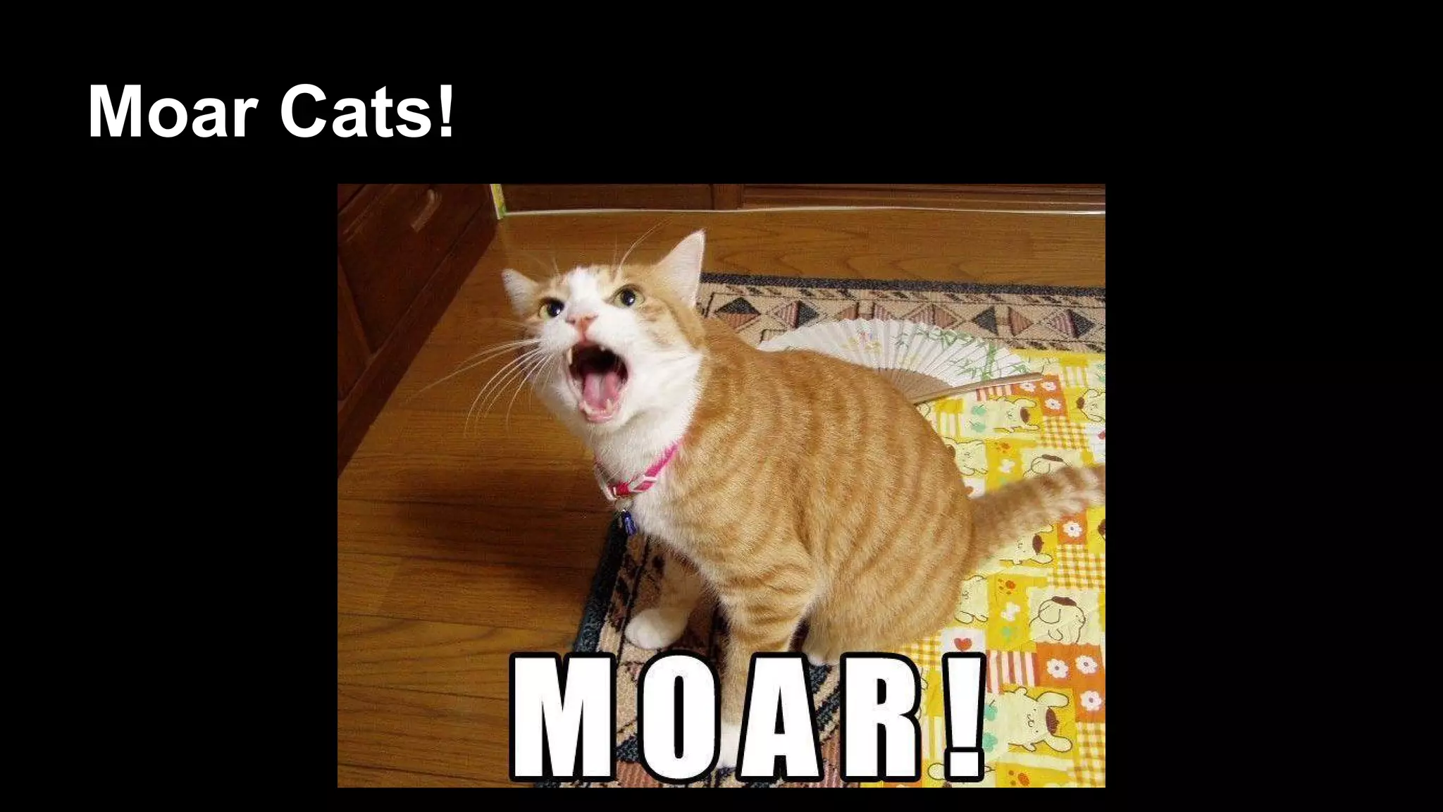 Moar Cats!
 