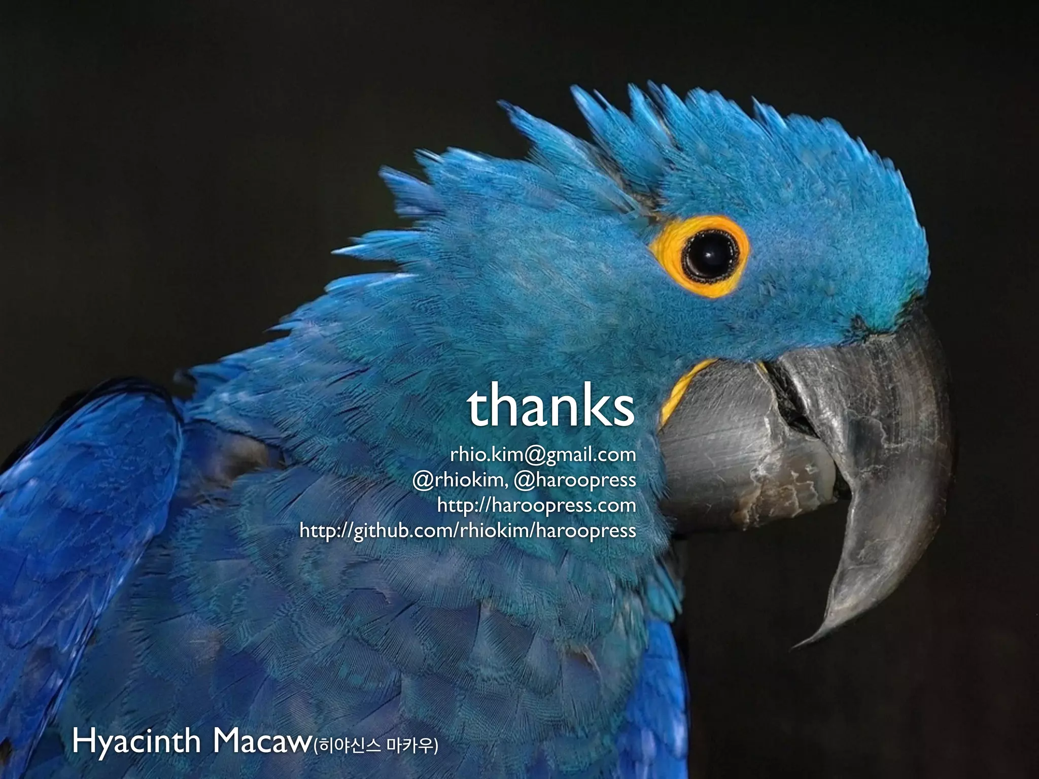 thanks
                               rhio.kim@gmail.com
                            @rhiokim, @haroopress
                              http://haroopress.com
              http://github.com/rhiokim/haroopress




Hyacinth Macaw(히야신스 마카우)
 