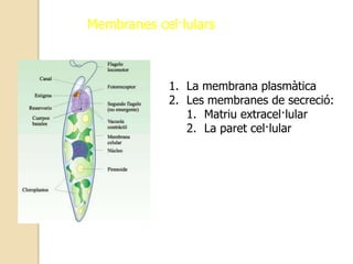 Membranescel·lulars La membrana plasmàtica Les membranes de secreció: Matriuextracel·lular La paretcel·lular 
