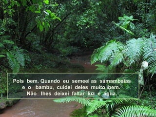 Pois  bem. Quando  eu  semeei as  samambaias e  o  bambu,  cuidei  deles  muito  bem.  Não  lhes  deixei  faltar  luz  e  água. 