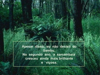 Apesar  disso,  eu  não  desisti  do bambu. No  segundo  ano,  a  samambaia  cresceu  ainda  mais brilhante  e  viçosa. 