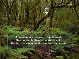 A samambaia cresceu rapidamente.
   Seu verde brilhante cobria o solo.
Porém, da semente do bambu nada saía.
 