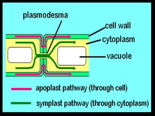 Nodule formation