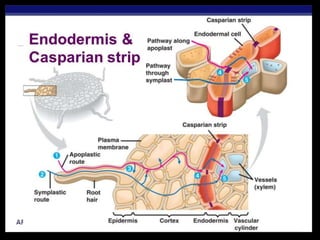 Nodule formation