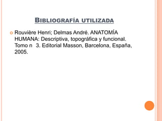 Bibliografía utilizadaRouvière Henri; Delmas André. ANATOMÍA HUMANA: Descriptiva, topográfica y funcional. Tomo n° 3. Editorial Masson, Barcelona, España, 2005.