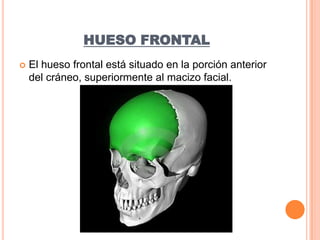 HUESO FRONTALEl hueso frontal está situado en la porción anterior del cráneo, superiormente al macizo facial.
