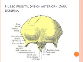 Hueso frontal (visión anterior). Cara externa.